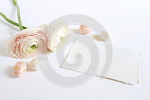 Spring greeting card, invitation with pink and white golden spotted Easter eggs, Persian buttercups, Ranunculus flowers