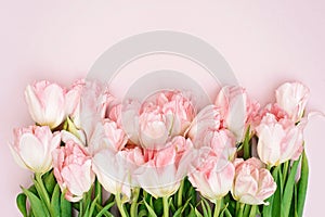 Spring greeting card template of fresh flowers of pink tulips for Mother`s Day, Birthday, Easter