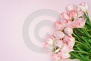 Spring greeting card template of fresh flowers of pink tulips for Mother`s Day, Birthday, Easter