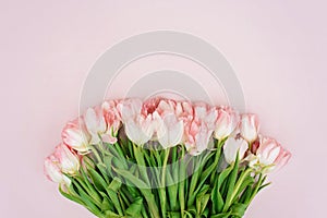 Spring greeting card template of fresh flowers of pink tulips for Mother`s Day, Birthday, Easter