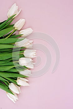 Spring greeting card template of fresh flowers of white tulips for Mother`s Day, Birthday, Easter