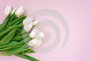Spring greeting card template of fresh flowers of white tulips for Mother`s Day, Birthday, Easter