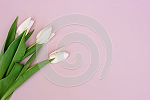 Spring greeting card template of fresh flowers of white tulips for Mother`s Day, Birthday, Easter