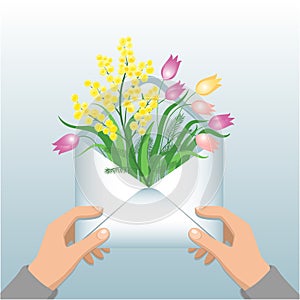 Spring greeting letter with tulips and mimosa.
