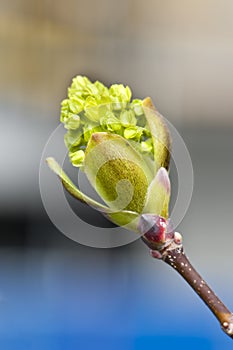 Spring growing bud