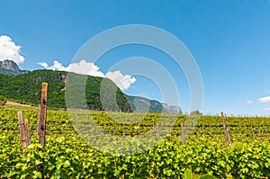 Spring, growing, winery vines, in Trentino-Alto Adige valley