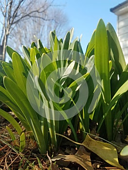 Spring growth daffodils