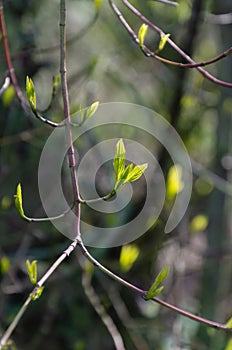 New leaves growing on a tree