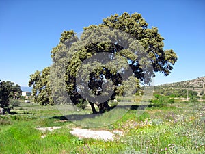 Spring in Gudar mountains Teruel Aragon Spain photo