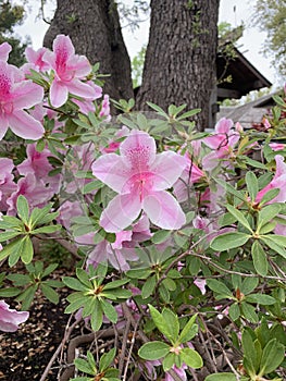 Spring had sprung in pink blooms