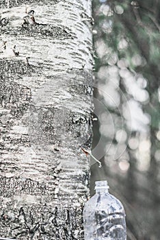 Spring harvest of birch juice in a plastic bottle