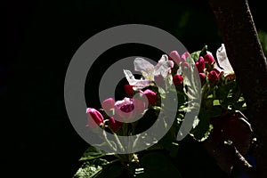 Apple blossoms on a tree plant