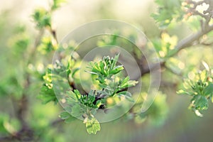 Spring has arrived, nature is awake - spring leaf spring leaves