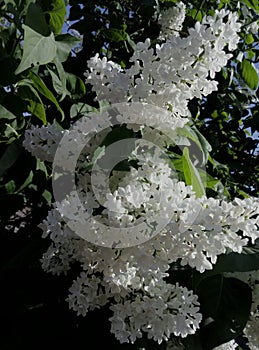 Spring has come. The lilac bloomed