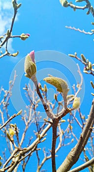 Spring has come, swollen buds of magnolia tree