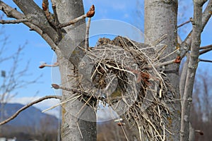 Spring has sprung! Bird nest front cover for springtime!