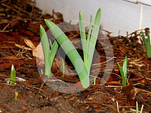 Spring has Sprung! New plants starting to grow! photo