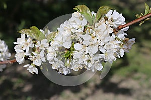 Spring has sprung! Official signs of spring is the blossoms! - tourism Bc