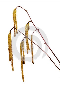 Spring hazel catkins, isolated