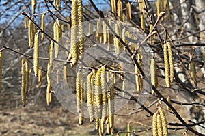 In the spring, hazel Corylus avellana blooms in the forest