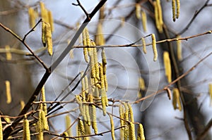 In the spring, hazel Corylus avellana blooms in the forest photo