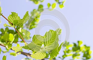 Spring Hazel or Elm leaves photo