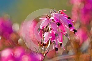 spring heath or alpine heath (Erica carnea)