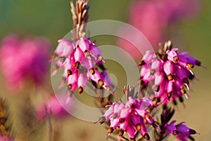 spring heath or alpine heath (Erica carnea)