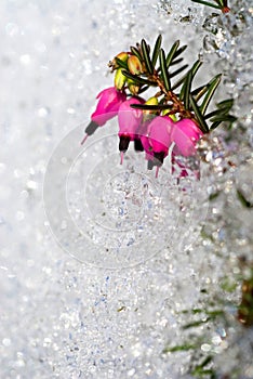 spring heath or alpine heath (Erica carnea) in snow