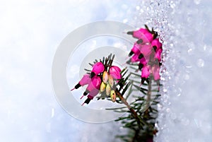 spring heath or alpine heath (Erica carnea) in snow