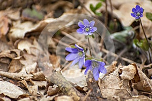 Spring hepatica flowers in dry leaves, spring day