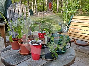 Spring is here assortment of potted herbs