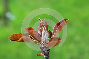 Spring is here - developing apple leaves