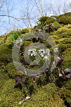 Spring is here at Niagara Glen, natural rock formation