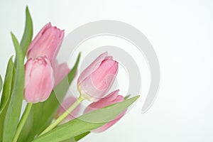 Spring is here. Pink tulips
