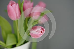 Spring is here. Pink tulips