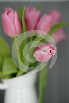 Spring is here. Pink tulips