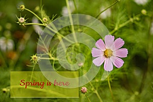 Spring is here text blossom season time colorful nature background picture small pink flowers blurred garden green environment