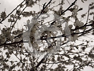 Spring ÃÂherry tree blossoms branch