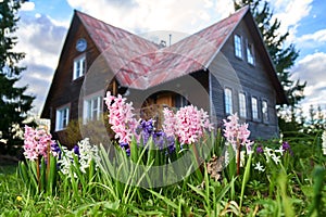 Spring hiacinth flowers growing in front of country house outdoors