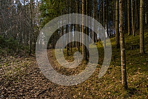 Spring hike in the Danube Valley near Sigmaringen