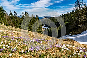 Spring hike to the Immenstadter and Gschwender Horn near Immenstadt in the Allgau