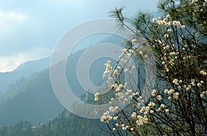 Spring in the Himalayas photo