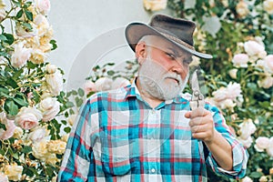 Spring and hobbies. Gardener cutting flowers in his garden. Spring and summer. Planting flowers. Gardening hobby