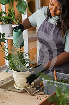 Spring hobby diversity african american woman watering plant flower pot houseplant with dirt or soil at home. Gardening