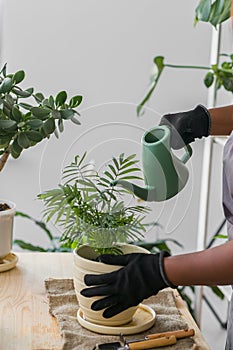 Spring hobby diversity african american woman watering plant flower pot houseplant with dirt or soil at home. Gardening