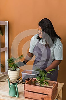 Spring hobby happy african american woman transplanting in flower pot houseplant with dirt or soil at home. Gardening