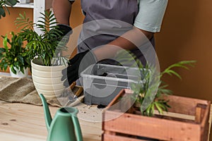 Spring hobby happy african american woman transplanting in flower pot houseplant with dirt or soil at home. Gardening