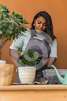 Spring hobby happy african american woman transplanting in flower pot houseplant with dirt or soil at home. Gardening