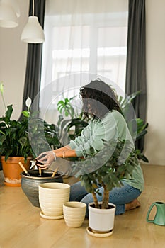 Spring hobby happy young woman transplanting in flower pot houseplant with dirt or soil at home. Gardening plant and